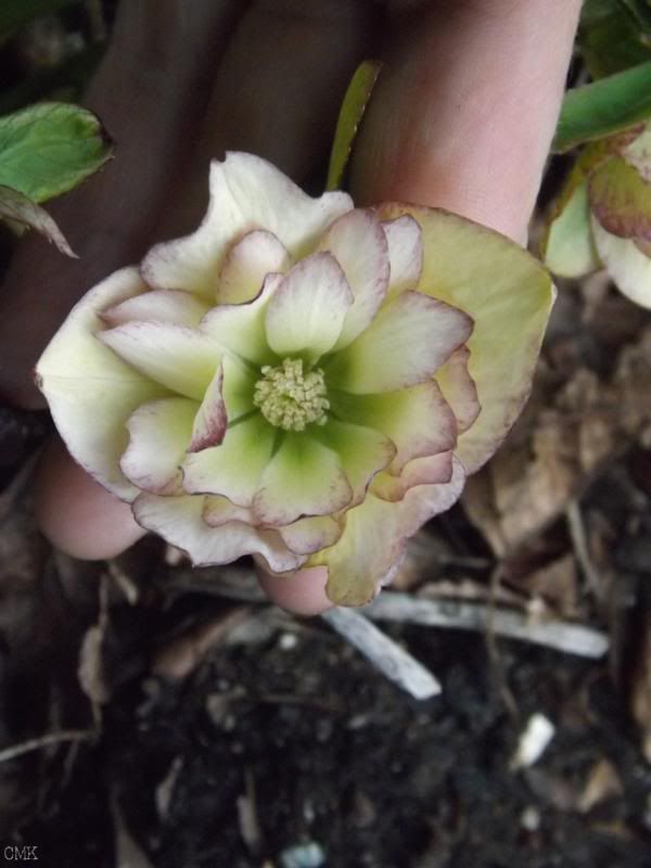  photo helleboregoldenlotus_zps8ce10f06.jpg